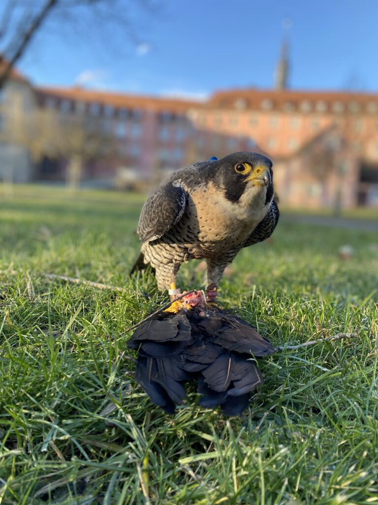 Taubenvergrämung mit Greifvogel