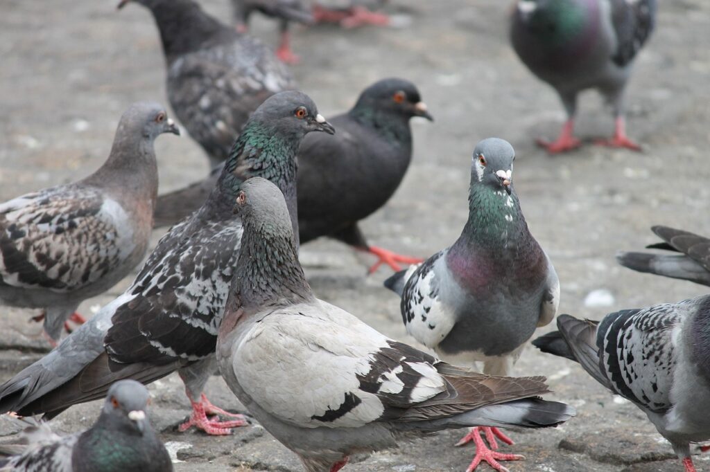 Taubenvergrämung mit Greifvogel