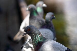 Taubenvergrämung mit Greifvogel